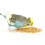 Mixed Feed budgies & Small Parakeets